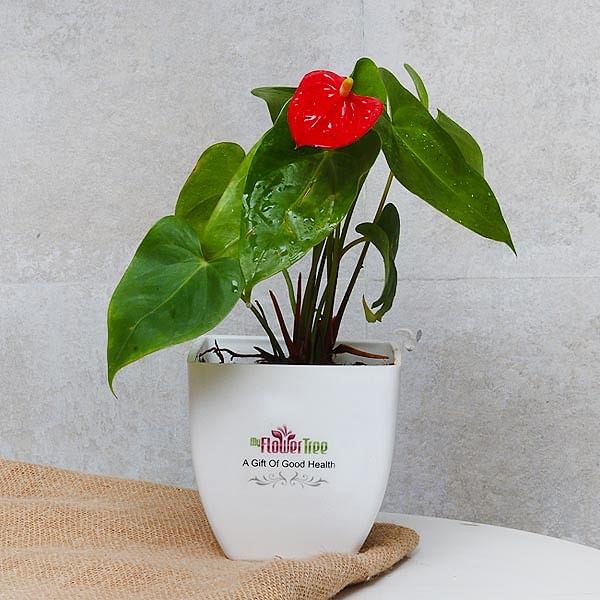 online-plants