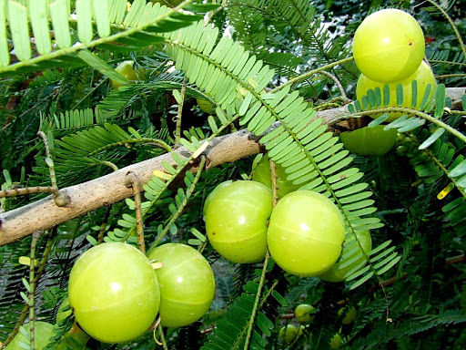 buy plants online