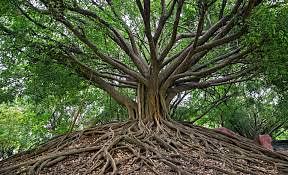 banyan tree online