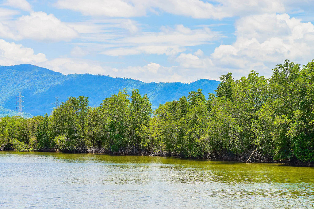 mangrove tree online