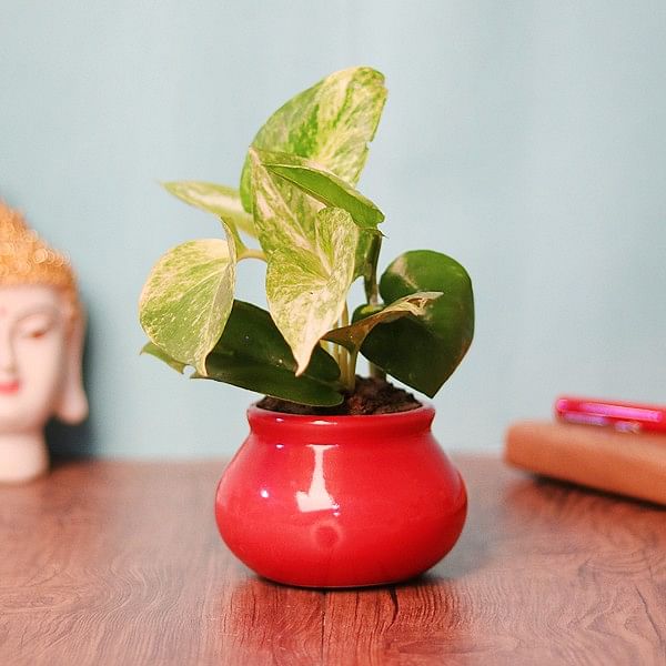 mothers day gift ideas