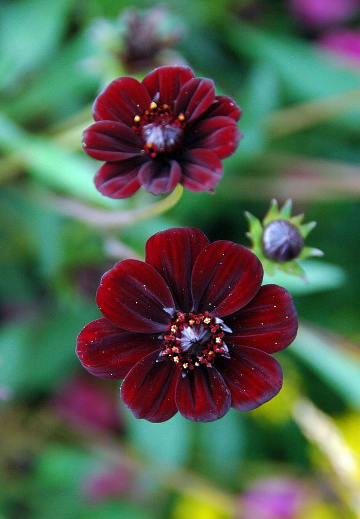 Chocolate cosmos bouquet