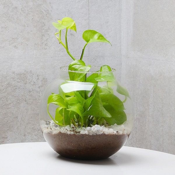 beautiful money plant
