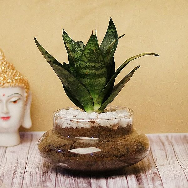 snake plant