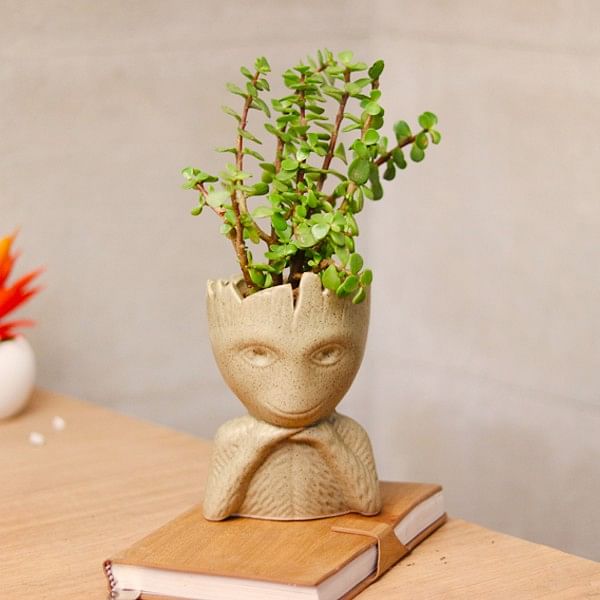 gift indoor plants to boss