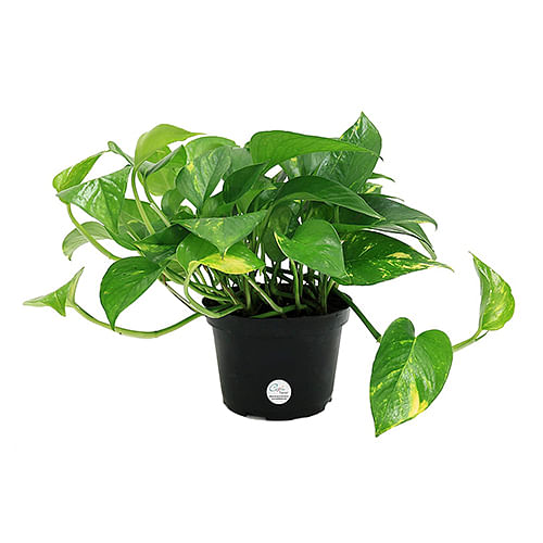 Pothos