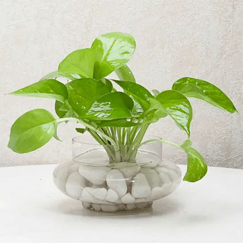 Money Plant