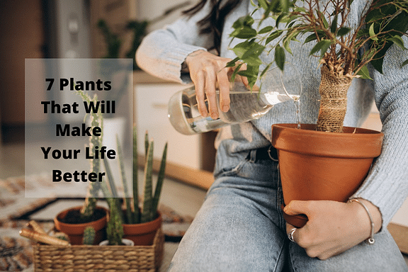 7 Plants That Will Make Your Life Better