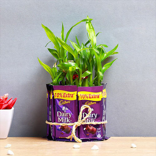 Plants and Chocolates