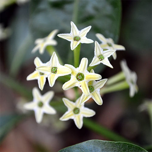 Jasmine that blooms at night