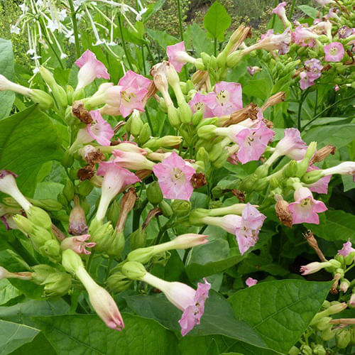Nicotiana is a plant that belongs tobacco plant