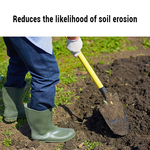 Reduces the likelihood of soil erosion