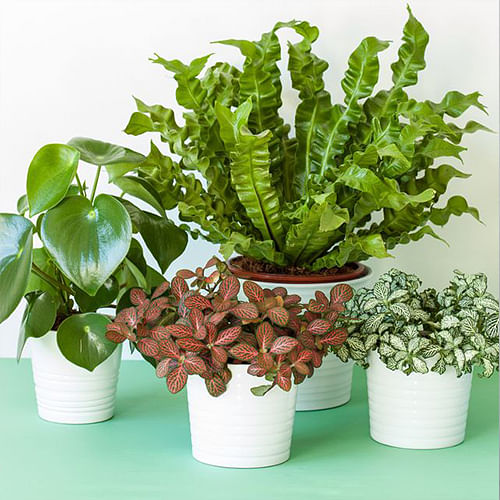 Add indoor plants