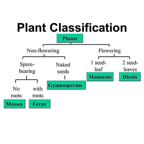 Learn the plant classification