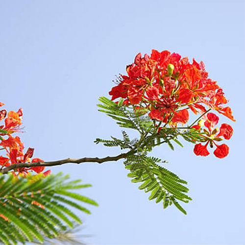 Gulmohar