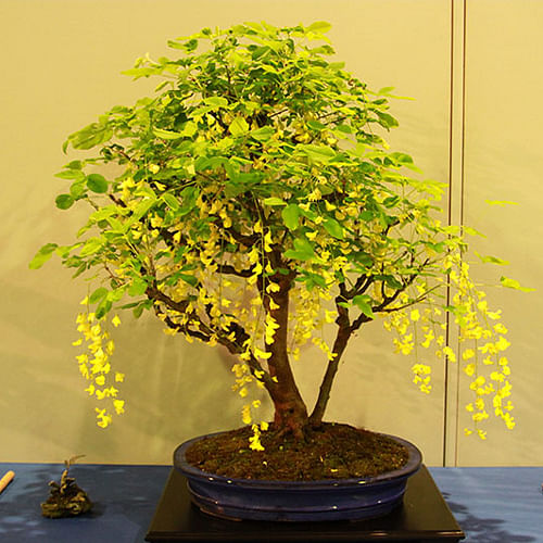 Cassia fistula