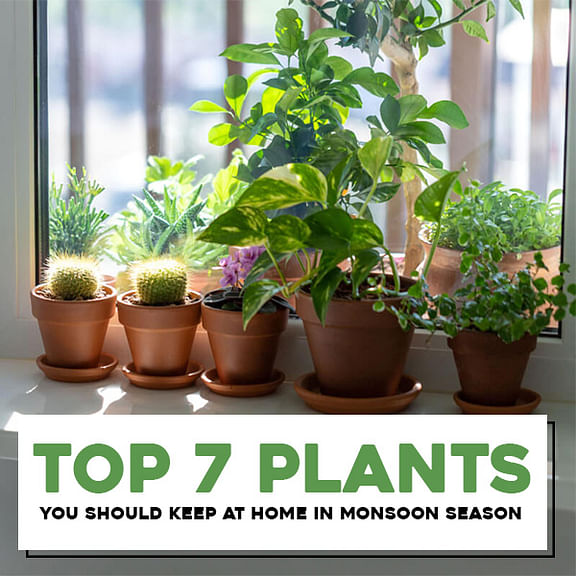 Top 7 Plants You Should Keep at Home in Monsoon Season