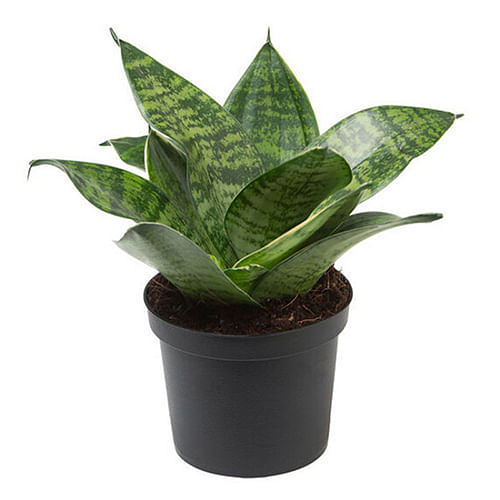 Snake plants