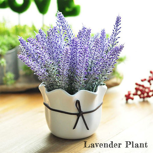 Lavender Plant