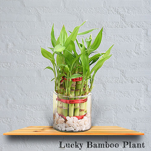 Lucky Bamboo Plant