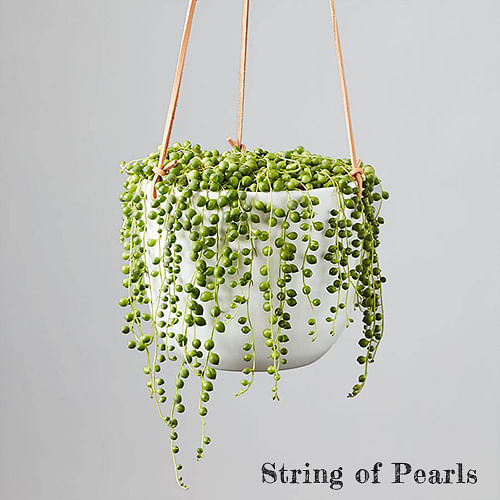 String of Pearls