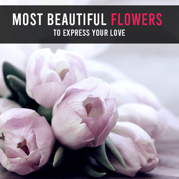 Most Beautiful Flowers to Express Your Love