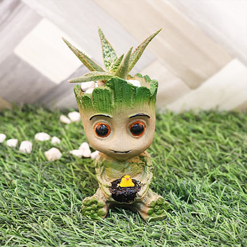 Aloe Groot Plant
