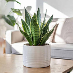 Air Purifying Plants