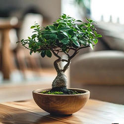 Bonsai Plants