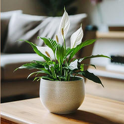 Indoor Plants