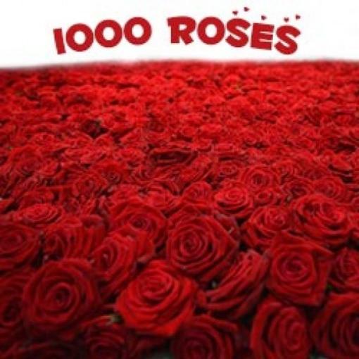 1000 Roses