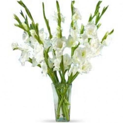 White Glads XL