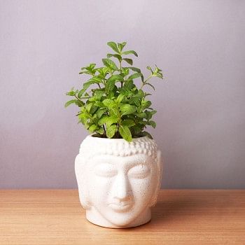 One Mint Plant in Buddha Face Pot (Pudhina)