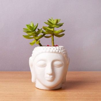 One Sedum Succulent Plant in Buddha Face Pot
