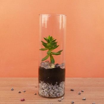 One Succulent Plant in a Cyclindrical Vase