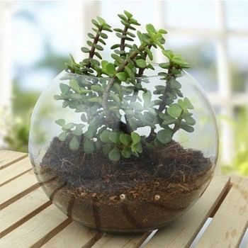 Jade Plant in a Round Glass Vase