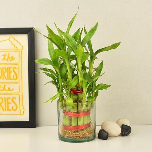 2 Layer Lucky Bamboo