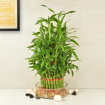 5 layer lucky bamboo in a glass vase