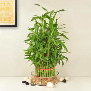 Ravishing 5 Layer Lucky Bamboo