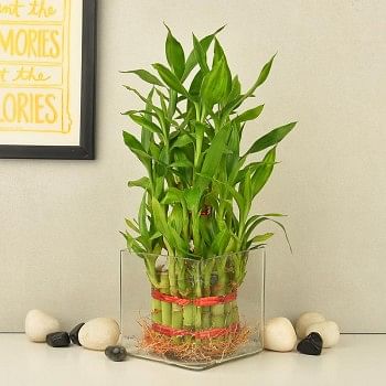 3 layer lucky bamboo in a glass vase