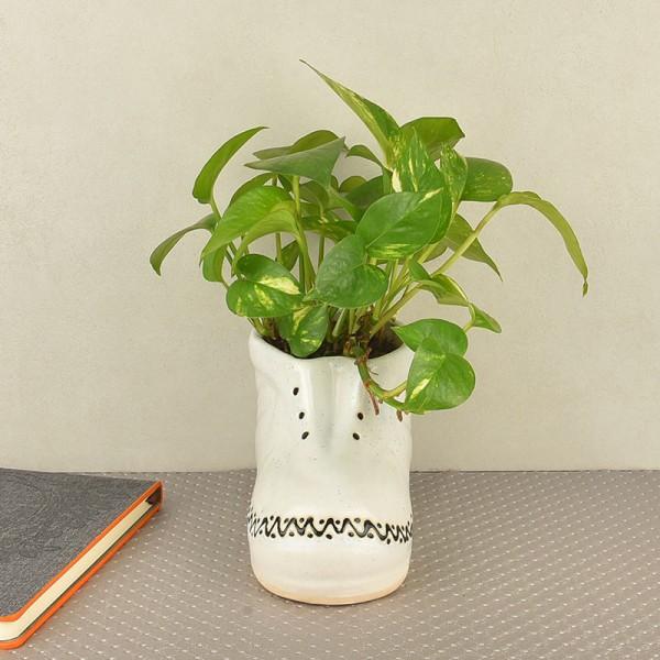Money plant for Indoor
