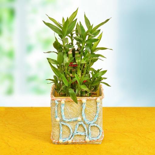 3 Layer Lucky Bamboo