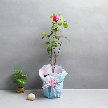 One Rose Plant and One Pot wrapped in paper
