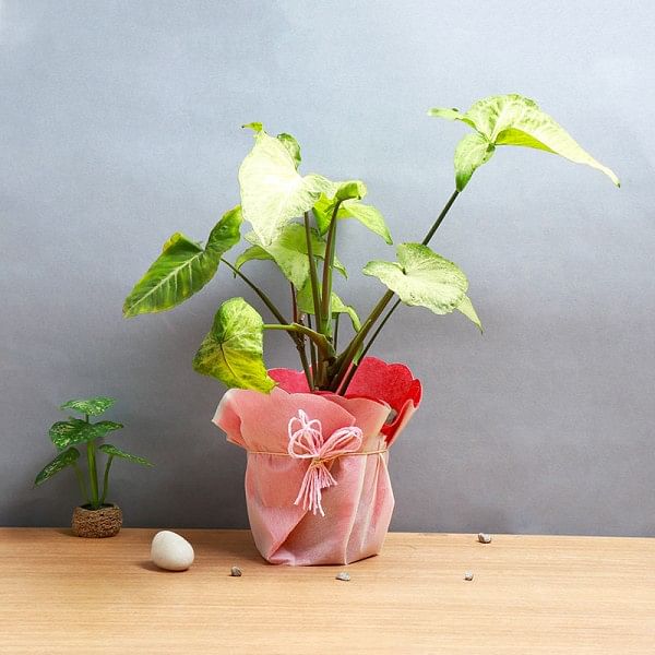 One Syngonium Plant and One Pot wrapped in paper