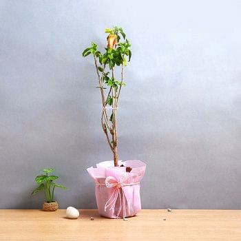 One Hibiscus Plant with One Pot wrapped in paper
