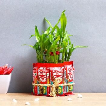 One 2 Layer Lucky Bamboo and Glass Vase covered with 8 Kitkat Chocolates (13.2 gm)
