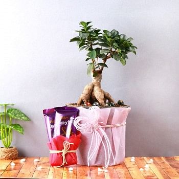 One Bonsai Plant - One Pot wrapped in paper - Height of the Pot : 5 inches - 2 Dairy Milk Silk Chocolates (60 gms Each)