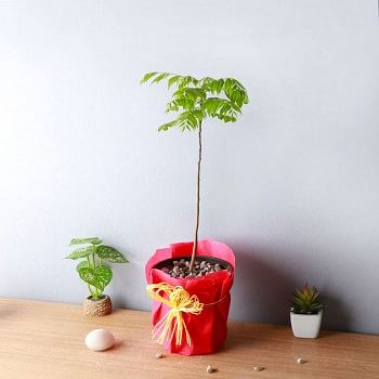 One Curry Leaf Plant and One Pot wrapped in a paper 
