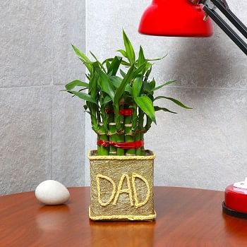 One Two Layer Lucky Bamboo decorated with Paper Packing and "DAD" written on it