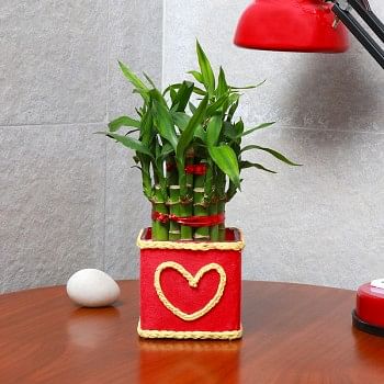 One Two Layer Lucky Bamboo decorated with Paper Packing and "Heart Shape" Design on it